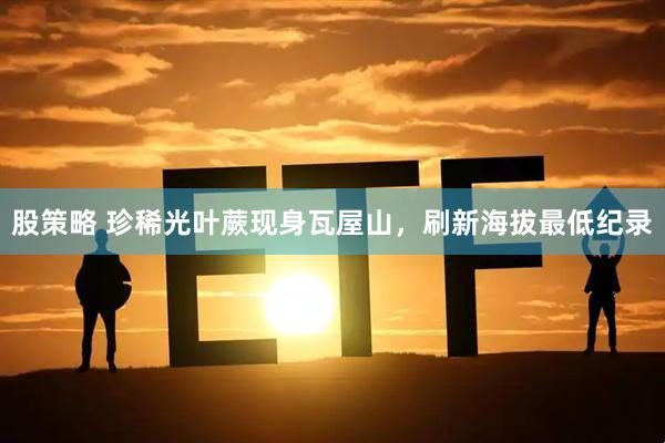股策略 珍稀光叶蕨现身瓦屋山，刷新海拔最低纪录